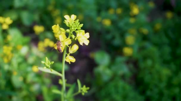 仙人掌 印度蜜蜂 在蜜蜂季节在黄色的花朵上盘旋 采集花粉 在有机的印第安花园和草地上感受大自然的和谐 — 图库视频影像