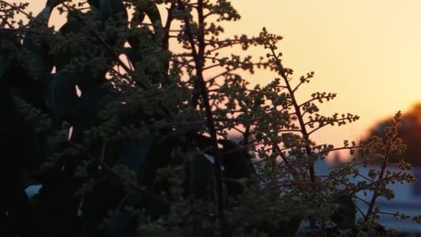 Почувствуйте Великолепие Природы Ярким Закатом Оранжевым Оттенком Над Городом Дехрадун — стоковое видео