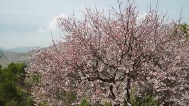 Hindistan 'ın Uttarakhand bölgesindeki Himalaya bölgesinde kiraz çiçeği ya da sakura. Çiçek açan ağaçlar Prunus alt cinsi Cerasus 'a ait, bu da doğaya biraz büyü katıyor.