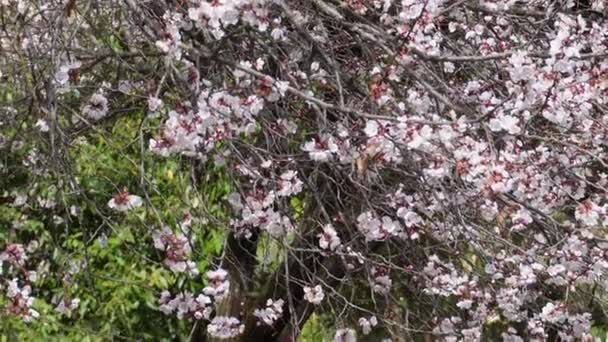 インドのウッタルカンドのヒマラヤ地方にある桜 開花する木は 風景に魅了のタッチを追加し プルヌス亜原子セラスに属しています — ストック動画