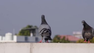 Kaya Güvercinleri süper yavaş çekimde Dehradun City, Uttarakhand, Hindistan 'ın çatısına tünediler..