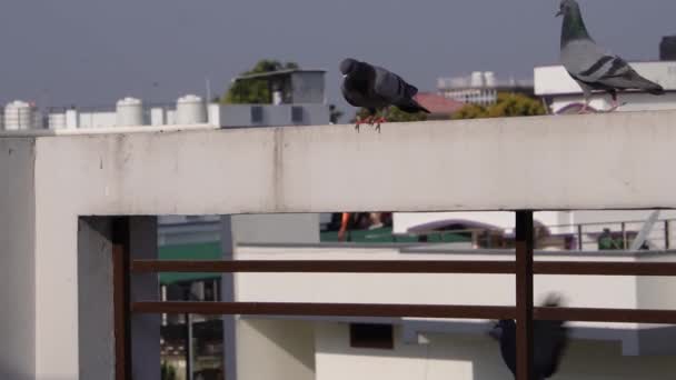 位于印度乌塔拉汉德的德拉敦市的岩石鸽子栖息在屋顶上 动作非常慢 — 图库视频影像