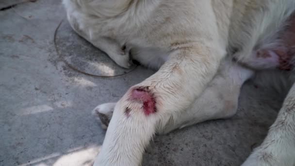 Hindistan Beyaz Köpek Bacağında Pembe Yara Var Pire Bulaşmış Veterinerlik — Stok video