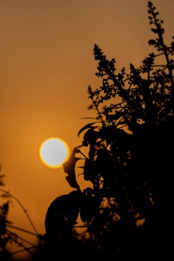 Doğa 'nın ihtişamını canlı bir günbatımı ile tecrübe edin. Hindistan' ın Uttarakhand şehrinde turuncu bir renk alıyor. Büyüleyici bulutlar sahneyi tamamlıyor, nefes kesici bir şafak sunuyor.