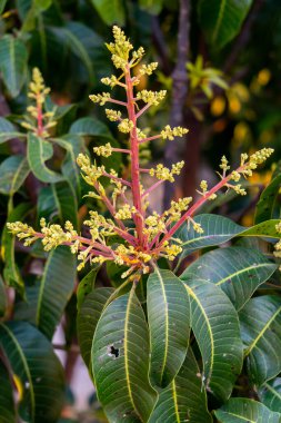 Mangifera indica, yaygın olarak mango olarak bilinir, Uttarakhand, Hindistan 'daki organik tarım arazilerinde meyve tomurcuklarıyla çiçek açar.