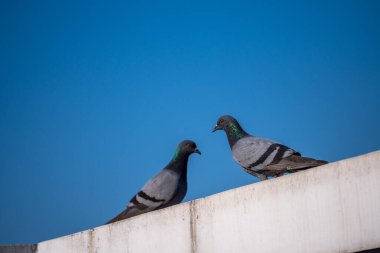 Kaya Güvercinleri Dehradun City, Uttarakhand, Hindistan 'daki çatılara tünediler..