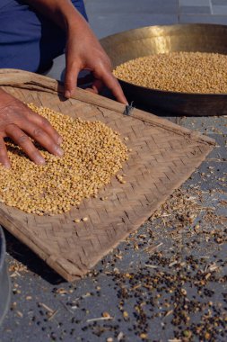 Uttarakhand, Hindistan 'daki Hasat Elle Darbe tahılı ya da soya fasulyesi dal temizleme işlemi, boyacı ya da channi kullanarak. Geleneksel organik tarım uygulaması.