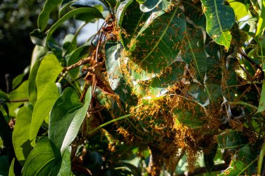 Kırmızı Karınca Kolonisi: Katlanmış Yeşil Yapraklı Ağaç Dalları - Doğanın Mikro Kozmosu