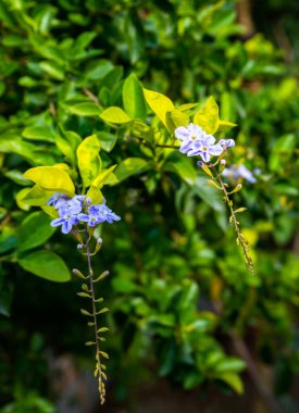 Duranta erekta ya da Duranta mor çiçeklere tövbe eder ve bir Hint bahçesinde çalılık, Uttarakhand.