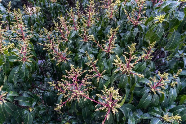 Mangifera indica, yaygın olarak mango olarak bilinir, Uttarakhand, Hindistan 'daki organik tarım arazilerinde meyve tomurcuklarıyla çiçek açar.