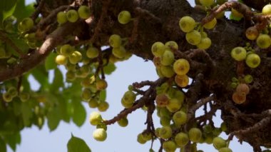 Ficus racemosa, Hindistan 'ın Uttarakhand şehrinde meyveler ve yapraklarla birlikte incir, kırmızı nehir inciri veya sıradan ağaç kümesi olarak da bilinir.