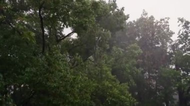 Gök gürültülü fırtınada sallanan ağaçların görüntüleri, Dehradun City Ormanı, Uttarakhand. İklim değişikliği. Şiddetli yağmur. Yıldırım çarpar. Olağanüstü bir hava. Çevresel etki.