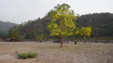 Gulmohar, Yellow Flamboyant, Uttarakhand ormanlarındaki Bakır Kapsül ağaçları. Canlı bir bitki örtüsü. Hint manzarası. Biyolojik çeşitlilik. Doğa manzarası.
