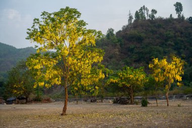 Gulmohar, Yellow Flamboyant, Copper Pod trees in Uttarakhand forests. Vibrant flora. Indian landscape. Biodiversity. Nature scenery. clipart