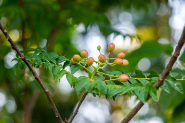 Köri ağacı ya da Bergera koenigi. Uttarakhand, Hindistan 'da yetişen köri ağacının organik yaprakları ve meyveli tohumları.