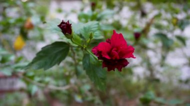 Hibiscus rosa-sinensis, Çin amblemi ya da Çin gülü olarak bilinir. Doğal yeşil ortamda açan kırmızı çiçekler taze organik bütünsel titreşimleri betimliyor..