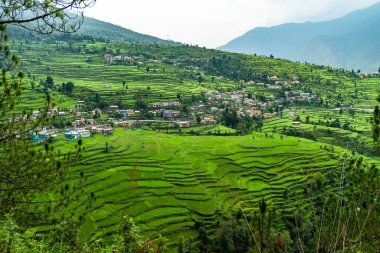 Chamoli, Garhwal, Uttarakhand, Hindistan 'ın yüksek Himalayaları' ndaki güzel bir köy, yeşil basamaklı çiftçilik ve manzaralı.