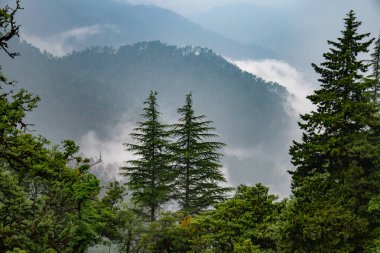 Uttarakhand tepelerindeki uzun çam ve deodar ağaçları, Hindistan 'da muson mevsiminde sisli manzaralarla çevrili..