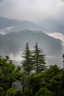 Uttarakhand tepelerindeki uzun çam ve deodar ağaçları, Hindistan 'da muson mevsiminde sisli manzaralarla çevrili..