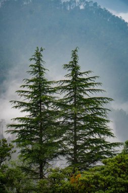 Uttarakhand tepelerindeki uzun çam ve deodar ağaçları, Hindistan 'da muson mevsiminde sisli manzaralarla çevrili..