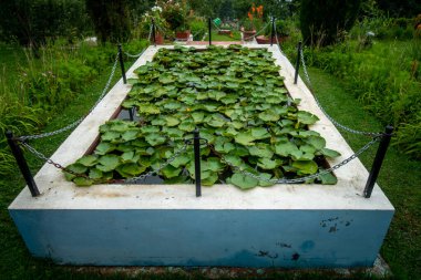 Hindistan 'ın Uttarakhand bölgesindeki Himalayalar' daki bir tarım arazisinde nilüfer yetiştirmek için tasarlanmış küçük bir havuz..