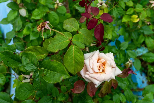 stock image Garden roses in an organic Indian garden, predominantly hybrid varieties, grown as ornamental plants in private or public gardens.