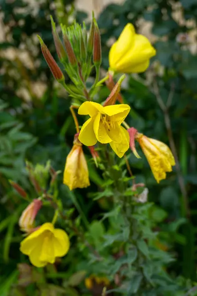 stock image Large-flowered evening primrose (Oenothera glazioviana) with yellow flowers, growing in an organic garden in India.