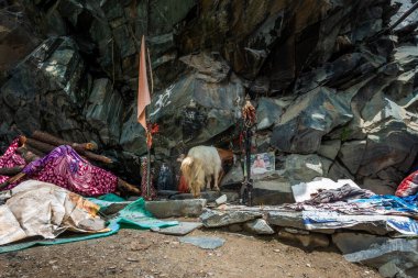 July25th2024, Himachal Pradesh, India. A Himalayan goat exploring under a rock at a worshipping place during the Mani Mahesh Kailash Yatra in Chamba Valley, Himachal Pradesh clipart