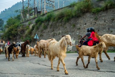 25 Temmuz 2024, Himachal Pradesh, Hindistan. Hindistan, Chamba, Himachal Pradesh yollarında bir sürüde yürüyen keçi ve koyunlar..