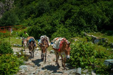 25 Temmuz 2024, Himachal Pradesh, Hindistan. Mani Mahesh Kailash Yatra, Himachal Pradesh, Hindistan sırasında Himalayalar 'ın tepelerinde yürüyen katırlı yerli bir adam..