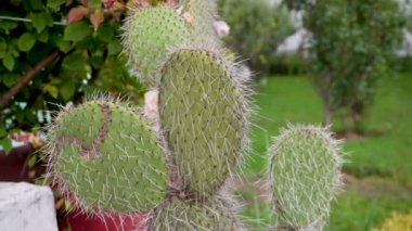 Dikenli armut (Opuntia leucotricha), ayrıca ağaç dikenli armut, Aaron 'un sakal kaktüsü, semafor kaktüsü, duraznillo blanco ve nopal blanco olarak da bilinir..