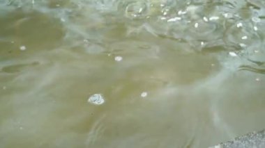 Gruplar halinde yüzeye çıkan elle beslenen gölet balıkları, sudaki kirlilik ve insan atıklarının neden olduğu ekolojik dengesizliklere dikkat çekerken, Uttarakhand, Hindistan.