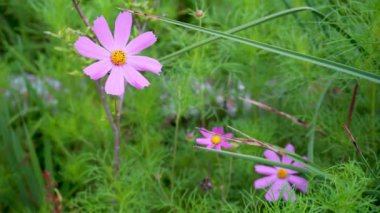 Kozmos bipinnatus, yaygın olarak bahçe kozmosu, pembe çiçekler, Meksika paskalyası ya da kozmetik, Hindistan 'da organik bir bahçede açan Asteraceae familyasından orta büyüklükte bir bitki..