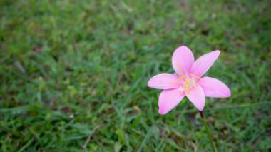 Zephyranthes Rosea, Küba zambağı, gül yağmuru zambağı, gül perisi zambağı ya da Hindistan 'da organik bir bahçede açan pembe yağmur zambağı olarak da bilinir..