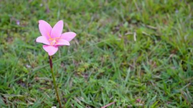 Zephyranthes Rosea, Küba zambağı, gül yağmuru zambağı, gül perisi zambağı ya da Hindistan 'da organik bir bahçede açan pembe yağmur zambağı olarak da bilinir..