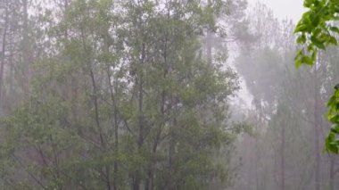 Himalaya 'nın Uttarakhand sıradağlarına muson yağmurları yağıyor. Çam ve deodar ağaçları yemyeşil, nemli topraklarda sırılsıklam oluyor..