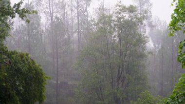 Himalaya 'nın Uttarakhand sıradağlarına muson yağmurları yağıyor. Çam ve deodar ağaçları yemyeşil, nemli topraklarda sırılsıklam oluyor..