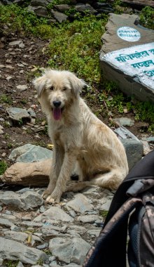 July25th2024, Himachal Pradesh, India. A charming white Himachali mastiff puppy in the stunning Himalayan mountains of Himachal Pradesh, India. A delightful glimpse of local canine wildlife. clipart