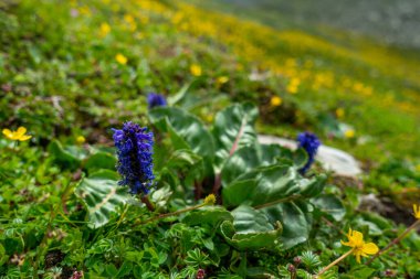 Wulfenia Carinthiaca, Wulfenia olarak bilinir, Hindistan 'ın Himachal Pradesh kentindeki Himalaya çayırlarında çiçek açan..