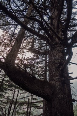 Hindistan, Himachal Pradesh 'teki Himalayalar' ın yerlisi Himalaya sedir ağacı olarak da bilinen görkemli bir Cedrus deodara 'nın tam açıklığını gösteren büyüleyici bir sanatsal çekim..