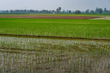 A layered shot of a large paddy field in the agricultural lands of Punjab, showcasing the vast countryside. Punjab is a major grain supplier in India.