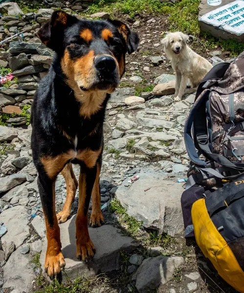 Hindistan 'ın Himachal Pradesh kentindeki dağlık bölgelerde yiyecek arayan iki köpek. Manzaralı bir ortamda büyüleyici arkadaşlar..