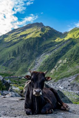 Hindistan 'ın Himachal Pradesh kentindeki Himalaya manzaralarına karşı huzur içinde oturan yerel bir Badri ineği..