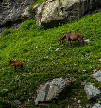 A pair of mountain horses and mules with their foals grazing in the higher Himalayas of Himachal Pradesh, India. These animals play a crucial role in transporting supplies to remote villages. clipart