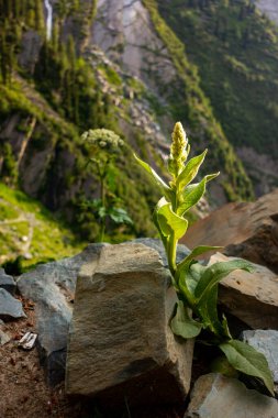 Verbascum thapsus, known as great mullein, greater mullein, or common mullein, found in the Himalayan region of Himachal Pradesh, India. clipart