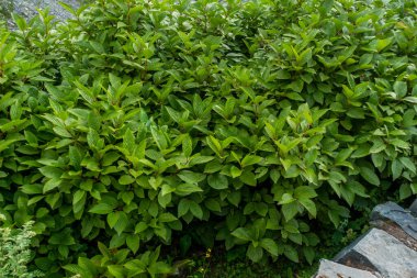 Hydrangea paniklemişti. Hindistan 'ın Himachal Pradesh kentindeki yüksek Himalayalar' ın açık ormanlarında yetişen dik ve dallı bir çalıydı..