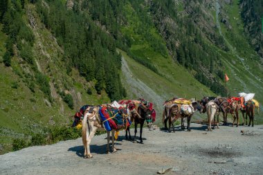 Erzak taşımak için eyer çantalı dağ atları ve katırlar, daha yüksek Himalayalar. Bu hayvanlar uzak köylere mal taşımak için hayati önem taşıyor. Göçebe Himalaya yaşamını yansıtıyor..