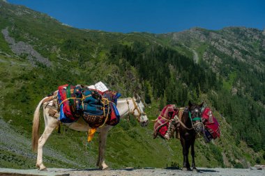 Erzak taşımak için eyer çantalı dağ atları ve katırlar, daha yüksek Himalayalar. Bu hayvanlar uzak köylere mal taşımak için hayati önem taşıyor. Göçebe Himalaya yaşamını yansıtıyor..