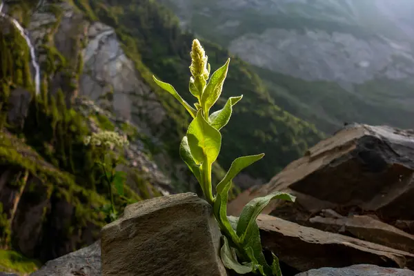 stock image Verbascum thapsus, known as great mullein, greater mullein, or common mullein, found in the Himalayan region of Himachal Pradesh, India.