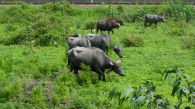 Murrah Bufalo Sürüsü Punjab, Hindistan 'da otluyor.